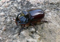 Orrszarvú Beetle