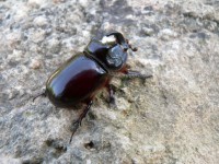 Носороги Beetle 2