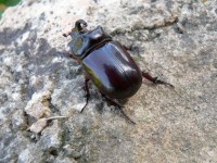 Rinocer Beetle 3
