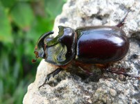 Escarabajo Rinoceronte VIII