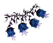 Kék szőlő harang