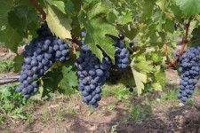 Harvest Druiven