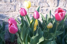 Tulipanes de primavera