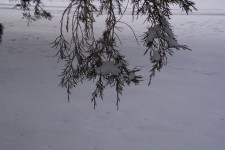 Větve v zimě