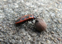 Käfer mit Lindenblüte