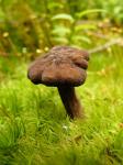 дикие грибы