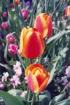 Washington Tulipanes