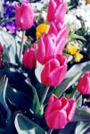Tulipani Beautiful di Washington