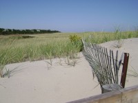 Dunes And Fence