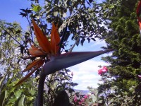Bird of paradise flor