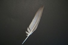 Quill penna