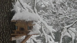 Birdhouse ve sněhu