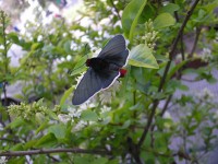 Negru fluture