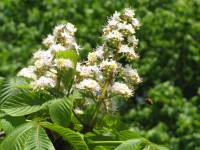 Chestnut Blossom