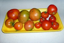 Pomidory
