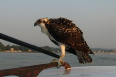 Halcón del Osprey