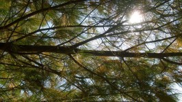 Pine Tree