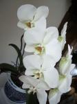 White orchidées