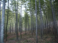 Forest bambusszal