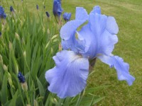Iris bleu clair