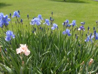 Iris fiori