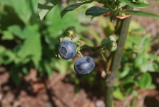 Blueberry