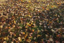 Quintal cheio de folhas