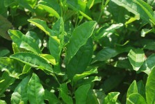 Folhas de chá verde