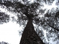 Up Tree