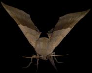 Браун Moth