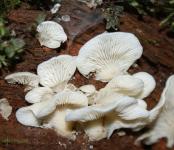 Fehér gombák