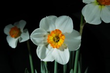 Белый Daffodil