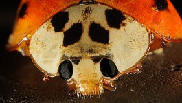 Ladybug Gesicht