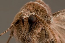 Moth tvář
