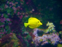 żółty ryb