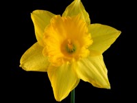 Daffodil