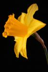 Flor de narciso