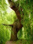 Willow árvore