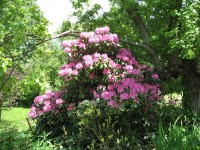 Joli rhododendron