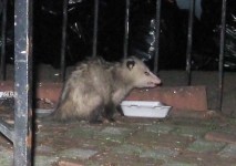 Opossum