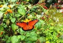 Оранжевая бабочка