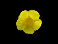 黄色花