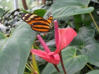 Бабочка и цветок
