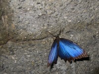 Morpho blu sul muro
