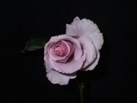 Ros sterlina rosa