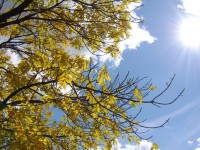 Blätter in der Sonne