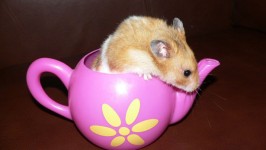 Hamster in een theepot