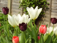 Tulipany