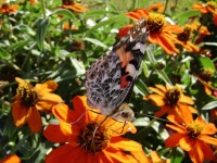 Schöner Schmetterling