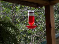 Hummingbird karmienia